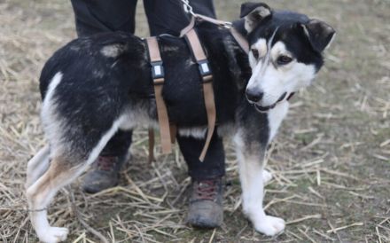 Menschenbezogener uns liebenswerter Rüde Luca