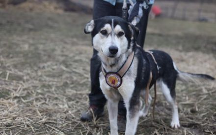 Menschenbezogener uns liebenswerter Rüde Luca