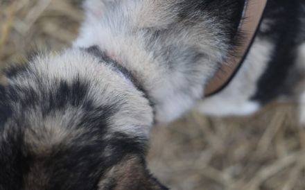 Menschenbezogener uns liebenswerter Rüde Luca