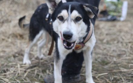 Menschenbezogener uns liebenswerter Rüde Luca