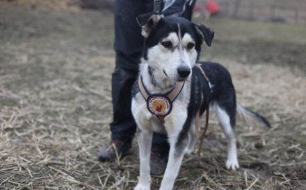Menschenbezogener uns liebenswerter Rüde Luca