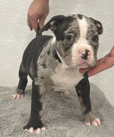 American Bully Welpe