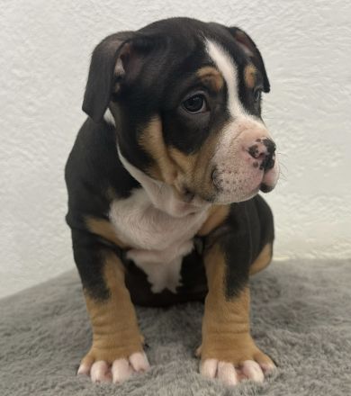 American Bully Welpe