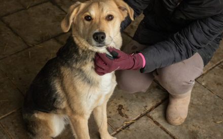 Zuhause gesucht für Jasper