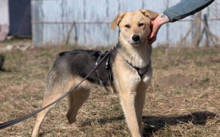 Zuhause gesucht für Jasper
