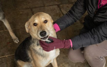 Zuhause gesucht für Jasper