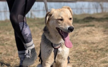 Zuhause gesucht für Jasper
