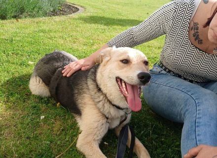 Zuhause gesucht für Jasper