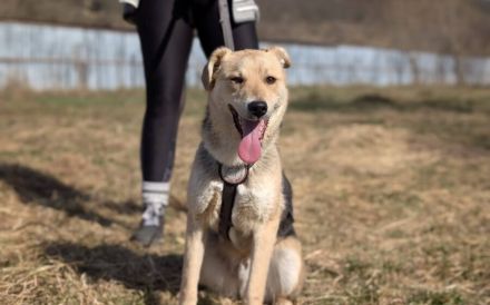 Zuhause gesucht für Jasper
