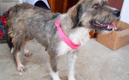 Tara - eine liebe und zarte Hundeseele