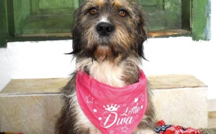 Tara - eine liebe und zarte Hundeseele