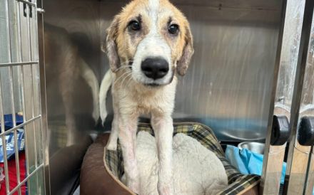 Sensibler Sullivan sucht sicheres Heim