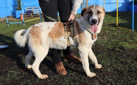 Sensibler Sullivan sucht sicheres Heim