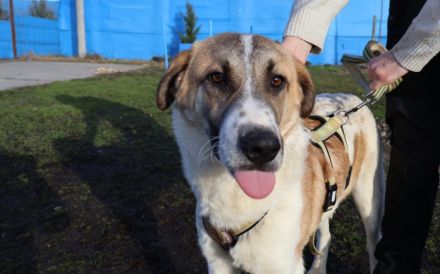 Sensibler Sullivan sucht sicheres Heim