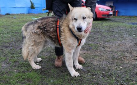 Senioriger Bennet sucht ruhiges und liebevolles Zuhause