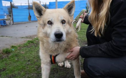 Senioriger Bennet sucht ruhiges und liebevolles Zuhause