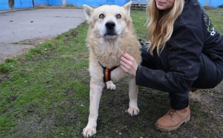 Senioriger Bennet sucht ruhiges und liebevolles Zuhause