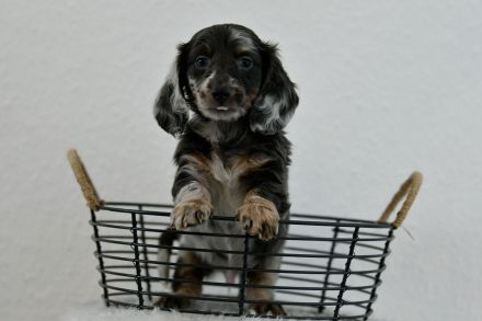 3 Dackelwelpen . Zwergdackel