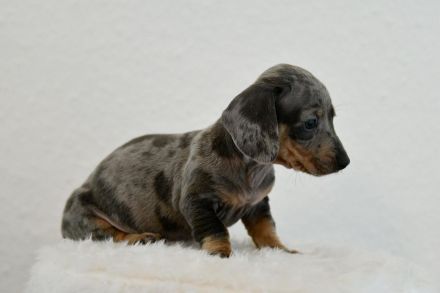 3 Dackelwelpen . Zwergdackel