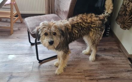 Neues Zuhause für Ronja gesucht