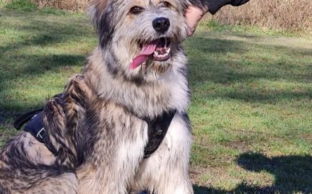 Neues Zuhause für Ronja gesucht