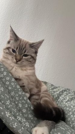 Nala – 8 Monate alte Katze sucht liebevolles Zuhause 🐾