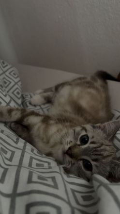 Nala – 8 Monate alte Katze sucht liebevolles Zuhause 🐾