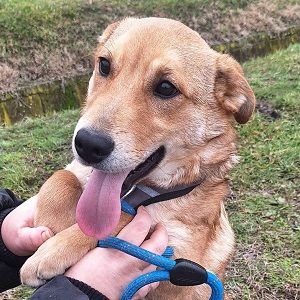 Dömper sucht ein Zuhause!