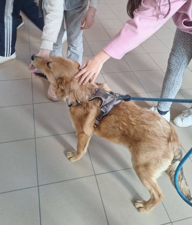 Dömper sucht ein Zuhause!