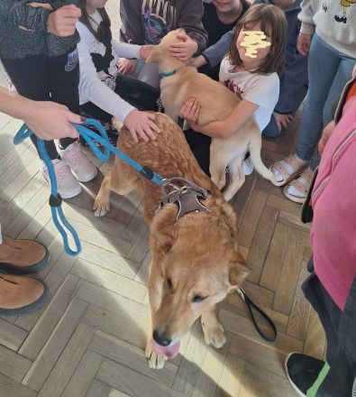 Dömper sucht ein Zuhause!