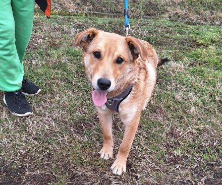 Dömper sucht ein Zuhause!