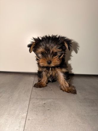 Yorkshire terrier