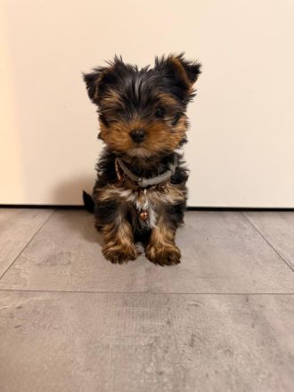 Yorkshire terrier