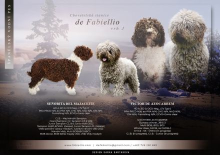 Spanischer Wasserhund - Perro de Agua Espanol