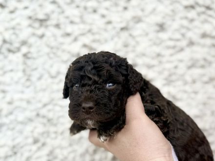 Spanischer Wasserhund - Perro de Agua Espanol