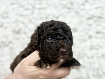 Spanischer Wasserhund - Perro de Agua Espanol