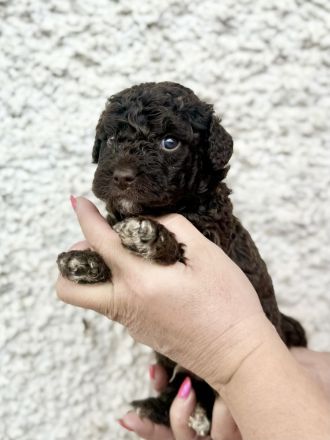 Spanischer Wasserhund - Perro de Agua Espanol