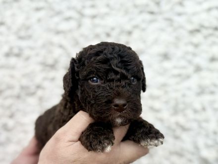 Spanischer Wasserhund - Perro de Agua Espanol