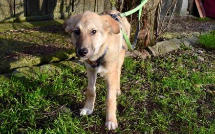 Wer schenkt Line ein liebevolles Zuhause?