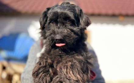 Onni sucht seinen Rettungsanker