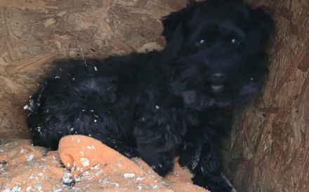 Onni sucht seinen Rettungsanker