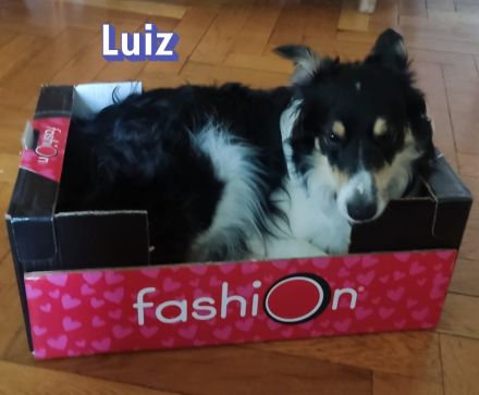 Luiz, 01/20 - muss aufgrund einer Diagnose ein neues Zuhause finden