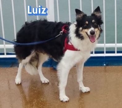 Luiz, 01/20 - muss aufgrund einer Diagnose ein neues Zuhause finden