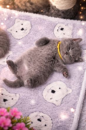 Letzte Chance: Traumhaftes BKH-Mädchen in Blue mit Stammbaum!