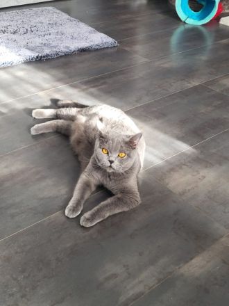 Acht kleine Wolken auf vier Pfoten: Unsere BKH-Bärchen in Blue suchen ihr Glück!