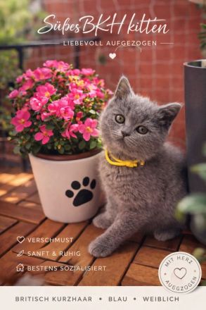 Letzte Chance: Traumhaftes BKH-Mädchen in Blue mit Stammbaum!