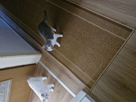 2 Mädels zuverkaufen