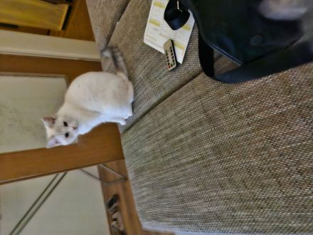 2 Mädels zuverkaufen