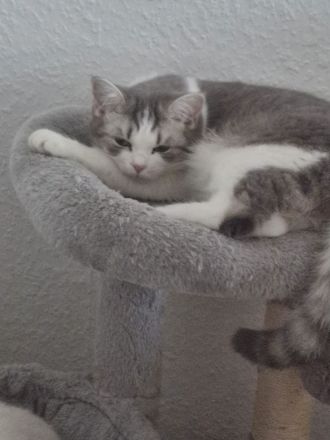 2 Mädels zuverkaufen