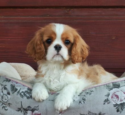 Cavalier-Hündin mit Stammbaum zu verkaufen!
